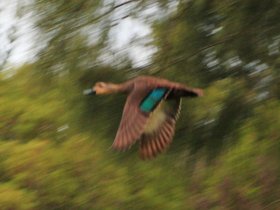 2012-02-21-751 flying duck at Tapitallee.jpg